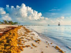 Universitarios elaboran papel, membranas y filtros con base en sargazo Universitarios proponen alternativas para el sargazo