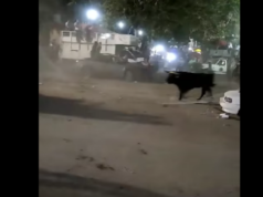 Toro atemoriza a los habitantes de Chumayel tras escapar del ruedo: VIDEO