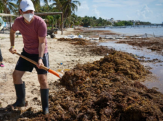 Arribo de sargazo a Quintana Roo y Yucatán afecta el turismo, reconoce Semar
