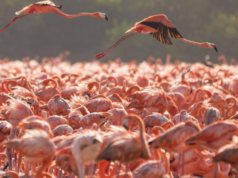 Más de 20 mil flamencos llegan a San Crisanto