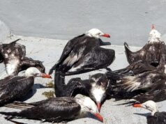 Barcos de sardina matan aves marinas protegidas sin que 4T lo impida