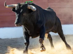 Ciudad de México aprueba versión sin violencia de las corridas de toros